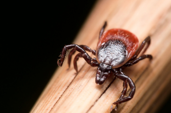 You are currently viewing Tick season is expanding: Protect yourself against Lyme disease